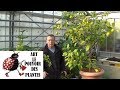 Chaine tv de Jardinage:Comment traiter la chlorose du citronnier: feuilles jaunes du citronnier