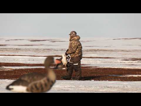 ГУСИ. ОХОТА. ВЕСНА | С Полем!