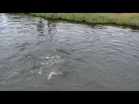PART TWO, 30 Lb. Class Rainbow Trout Just Stocked at Corona Lake & SARL - 2/11/10