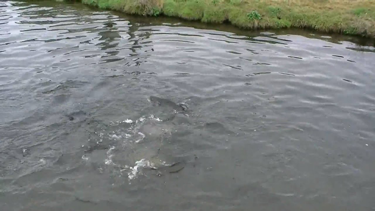 PART TWO, 30 Lb. Class Rainbow Trout Just Stocked at Corona Lake & SARL - 2/11/10