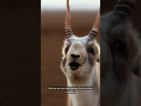 Antilope au nez