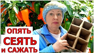 Что посеятьв ноябре? Стартует зимний огород. Моченые торфостаканчики