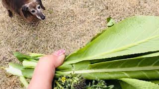 腰痛で歩きづらかった犬が野菜を見ると…??Back pain dog training using vegetables． by Deko Jazz 13,527 views 2 months ago 2 minutes, 41 seconds