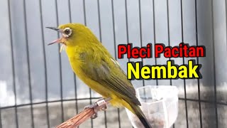 Auto Nembak Pancingan Pleci Pacitan Gacor