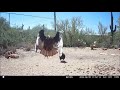 Desert Trail Cam, August 2023 - Vulture Visit!