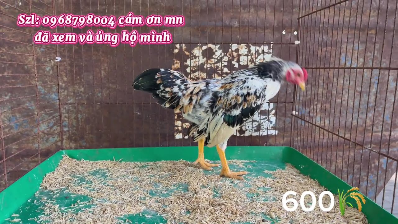 Gà Tre Bắc Đẹp – Khỏe Mạnh, Giá Mềm Cho Anh Em Chơi