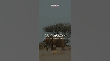 الشيخ ماهر المعيقلي/سورة الفيل/حالات واتس/القرأن الكريم