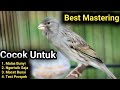 Masteran Terbaik Paling Dicari Untuk Pancingan Kenari Paud Ngeriwik Saja Agar Cepat Gacor Panjang Mp3 - Mp4 Download