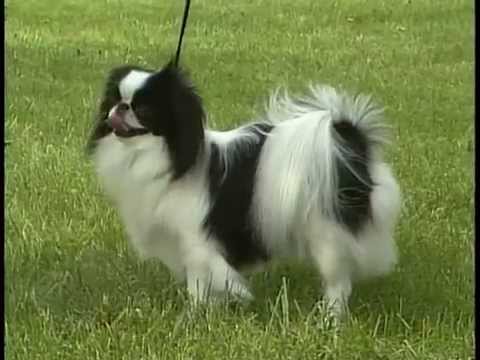 akc japanese chin