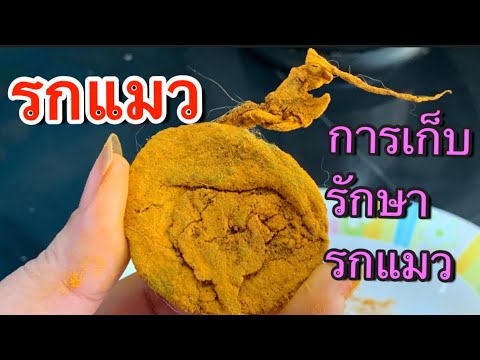 รกแมว ของดี | วิธีการเก็บรักษารกแมว