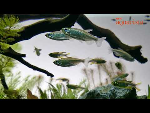 90㎝水槽レイアウト。美しい魚たちの輝き。 - YouTube