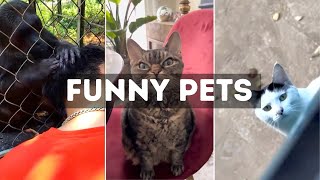 Funny Cat, Dog &amp; Animal Videos | Funny Pets Compilation - 14