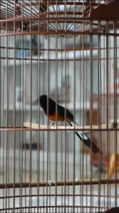 Murai Batu Lawu milik Prio Excellent menjadi ancaman baru klas Nasional