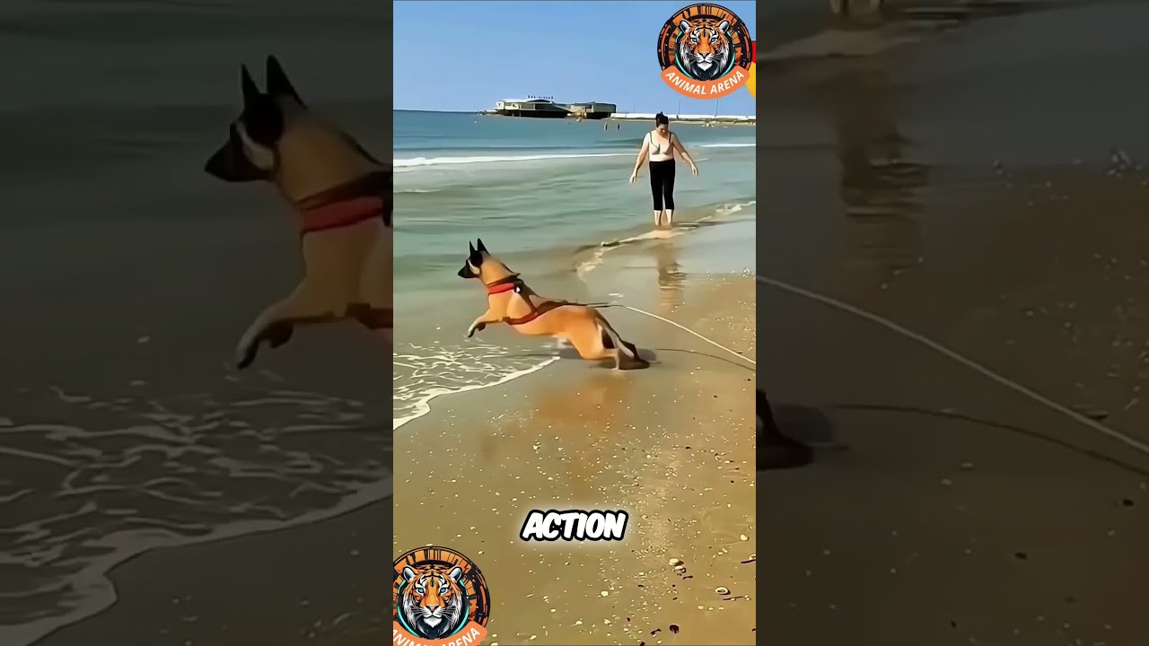 Hero Dog In Action Belgian Malinois Jumps To Save A Life 