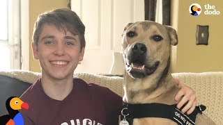 Dog Trusts His Brother More Than Anyone  Hedgie the Pitbull | The Dodo