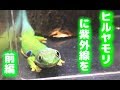 【ヨツメヒルヤモリ】 ケージ改造 前編 クリアースライダー 【Peacock Day Gecko Custom Cage】