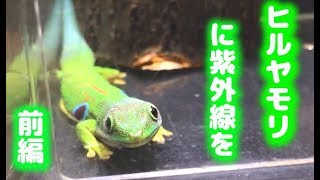 【ヨツメヒルヤモリ】 ケージ改造 前編 クリアースライダー 【Peacock Day Gecko Custom Cage】