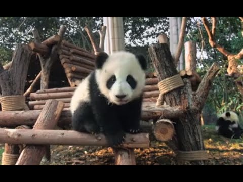 Vídeo: Mi Cita Con Un Panda Chino - Matador Network