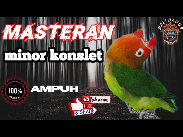 Masteran lovebird Minor/Konslet dengan tempo lambat class=