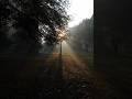 God Rays in the Autumn Forest 🌅 | Soothing Nature Moment with Lofi Pop #shorts