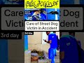 dog rescue stories | dog ngos turned out to be insensitive | dog paralyzed