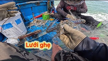 VÔ MÁNH Mẻ Lưới Ghẹ Toàn Ghẹ To_Dính Cá Chim Biển Hơn 600 Nghìn 1kg