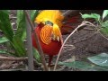 golden pheasant display