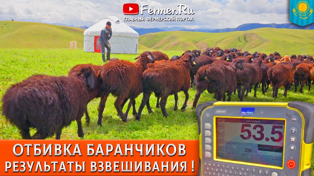 🐏Ягнята весом 53 кг в 4 месяца. Результаты селекции эдильбаевских овец в Алаколь-Агро. Казахстан