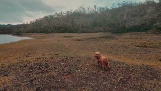 6 Hours of Dog TV🎵🐶Sleep Aid Music for Dogs🐾🩷Anti-Anxiety Music for Stressed or Lonely Dogs