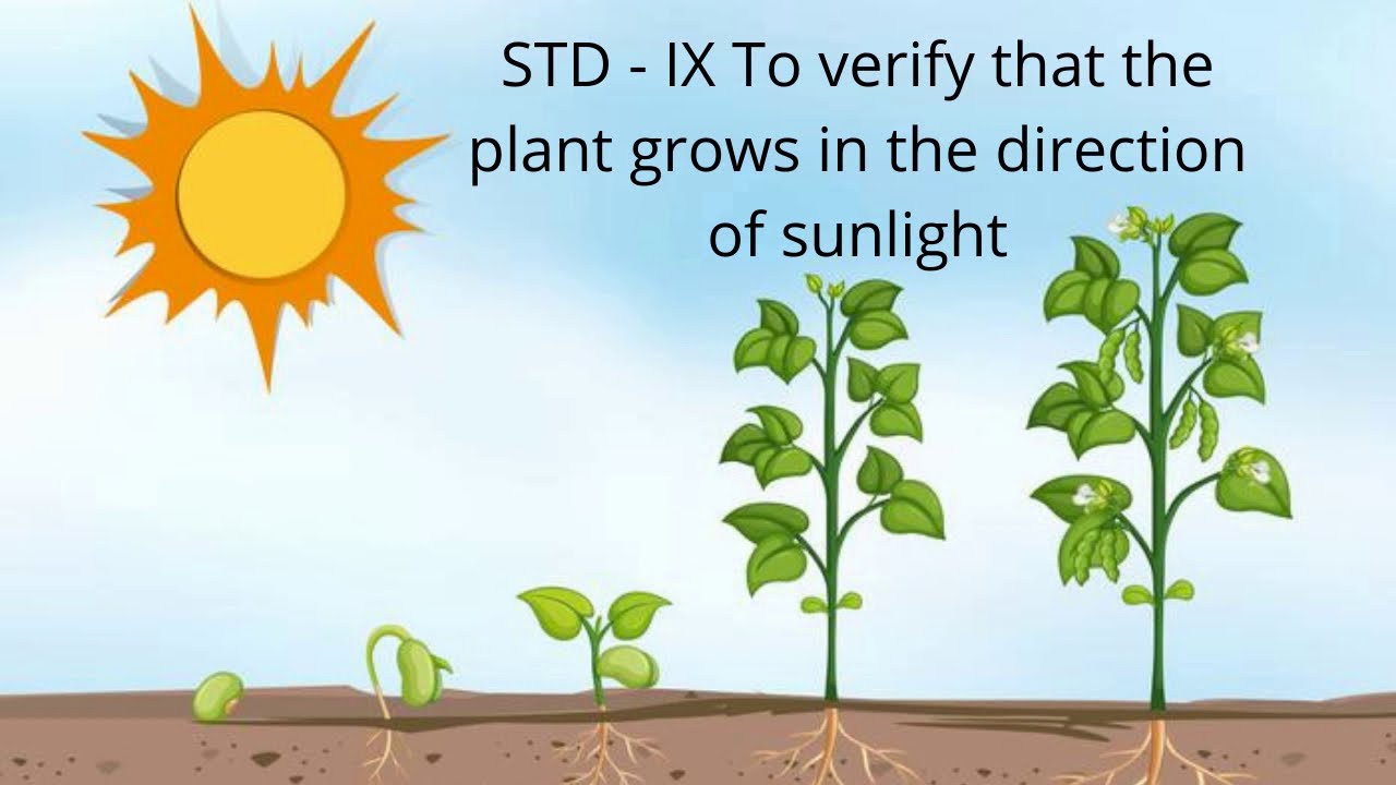 hypothesis plant growth sunlight