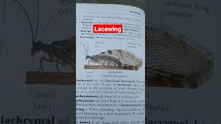 LACEWING