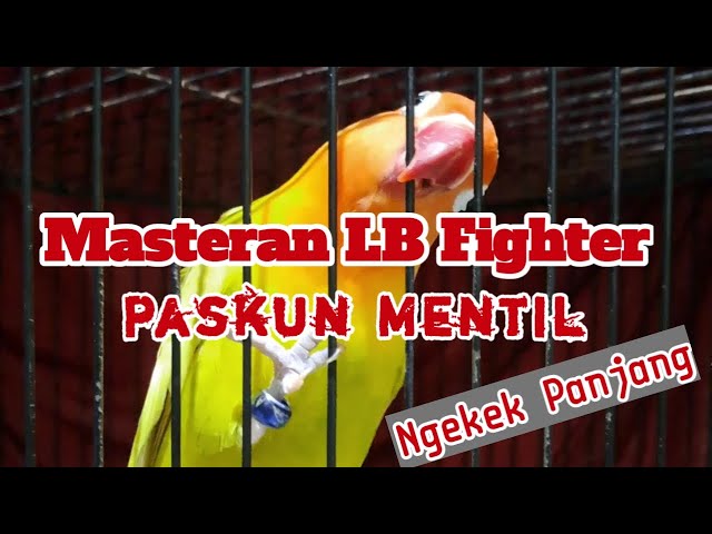 Masteran LB Fighter Paskun Ngekek Panjang class=