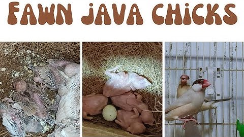 Fawn java  | Fawn java chicks  | Albino java | white java |Albino java chicks | noorullah_birds_farm
