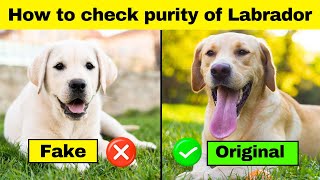 How to Check Purity of Labrador Retriever Puppy ✅