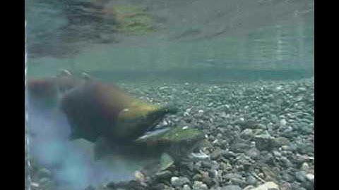 Sockeye salmon spawning