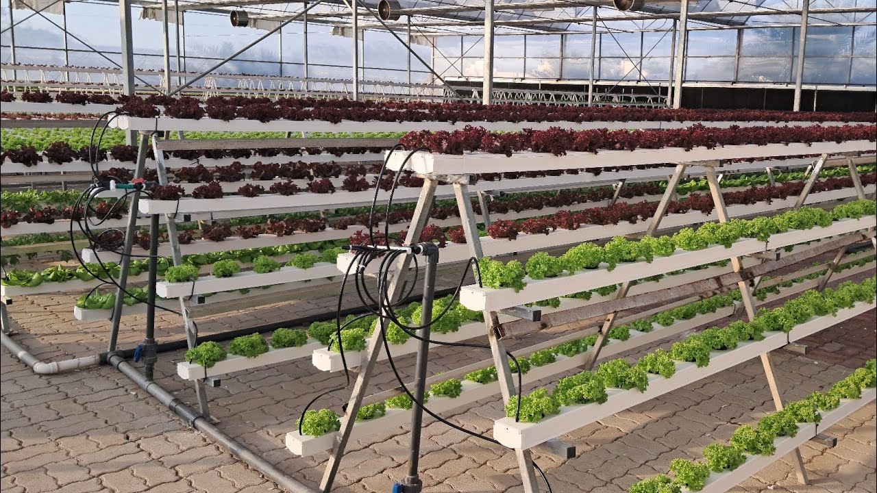 Hydroponics lettuce cultivation 🌱 🥬 👀