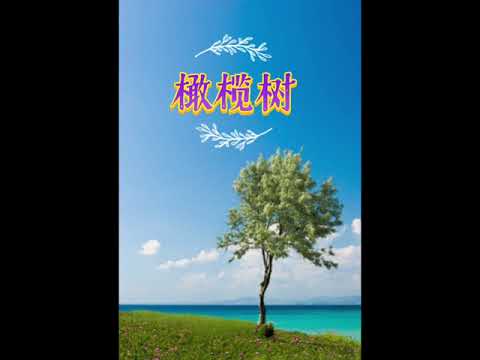 橄榄树 吉他弹唱