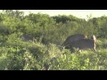 Velvet Whitetail Buck Taken in Texas