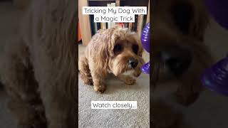 Tricking Mg Dog With A Magic Trick #lol #magic #trick #treats #dog #cavapoo #puppy