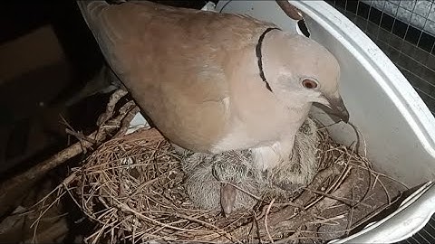 mother bird protects her chicks from the cold night wind