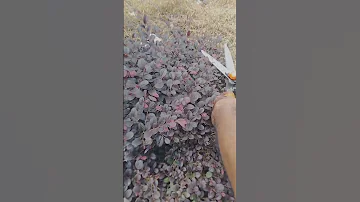 Loropetalum Chinese Fringe Bush 