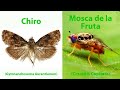 diferencia entre el #chiro y #mosca de la fruta #GobiernoRegionalCusco #Geragri #MoscaDeLaFruta