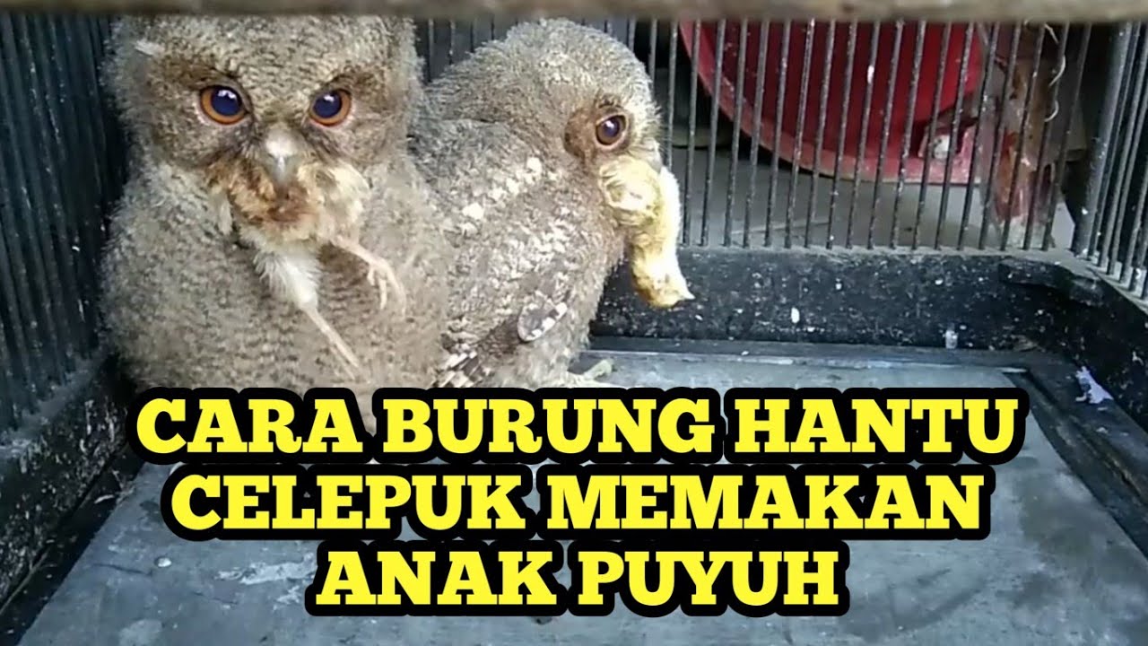 CARA BURUNG HANTU CELEPUK MEMAKAN ANAK PUYUH (doq) 