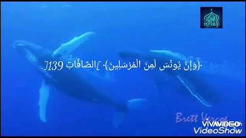 ﴿وَإِنَّ يُونُسَ لَمِنَ الْمُرْسَلِينَ﴾ ‏[الصَّافَّاتِ 139].  تلاوة رائعة وخاشعة للشيخ للقارئ عمير😍