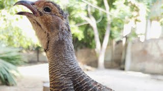 Wild birds/gray partridge love and voice