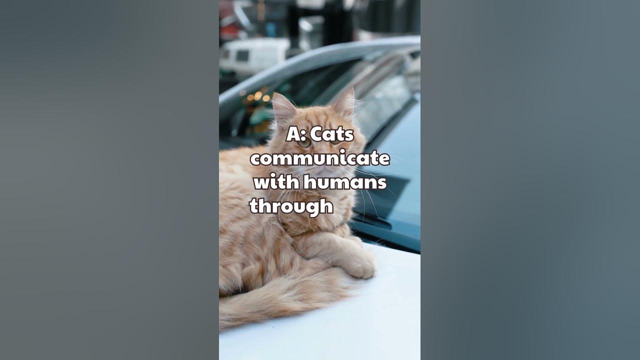 how-do-cats-drink-water-shorts-youtube