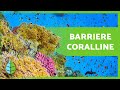 Cosa sono le BARRIERE CORALLINE? 🌿🐠 (Tipi, Come si formano e Importanza)