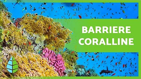 Quali sono le principali cause che determinano la distruzione delle barriere coralline?