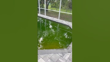 🧪Thiiccc Green Algae Pool 🦠 #onlypools #swimmingpool #poolcleaning #algae greentoclean