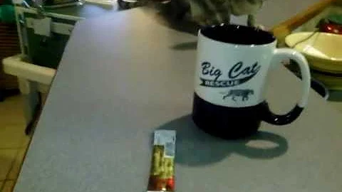 Watch the video about Oriental Cat steals Starbucks Via coffee packets.